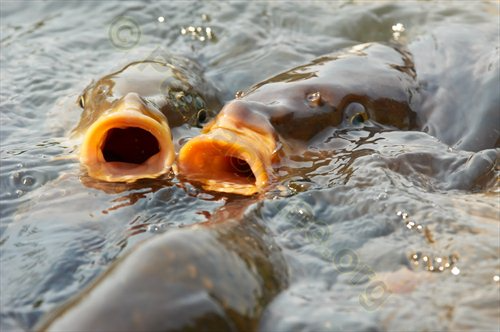 carpfishing