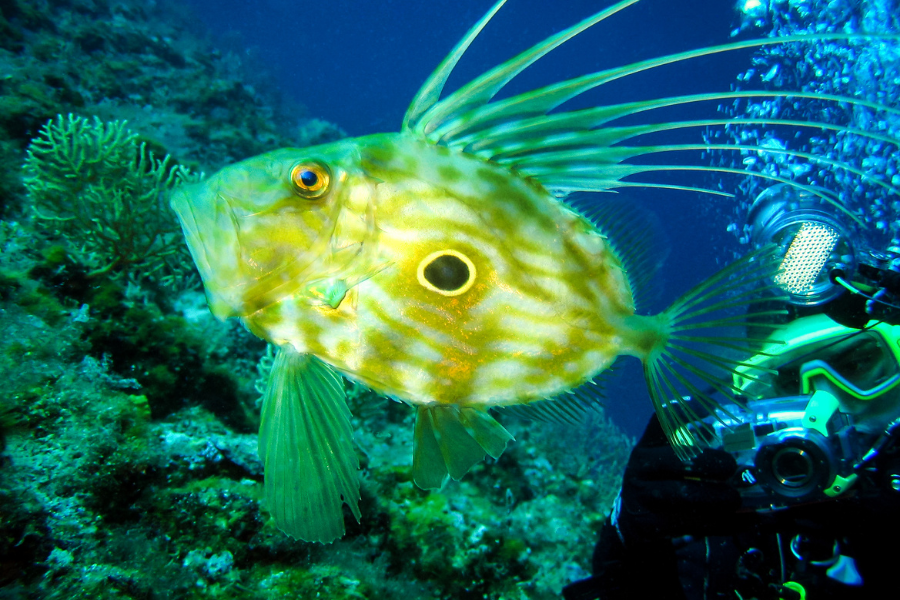 pesce san pietro