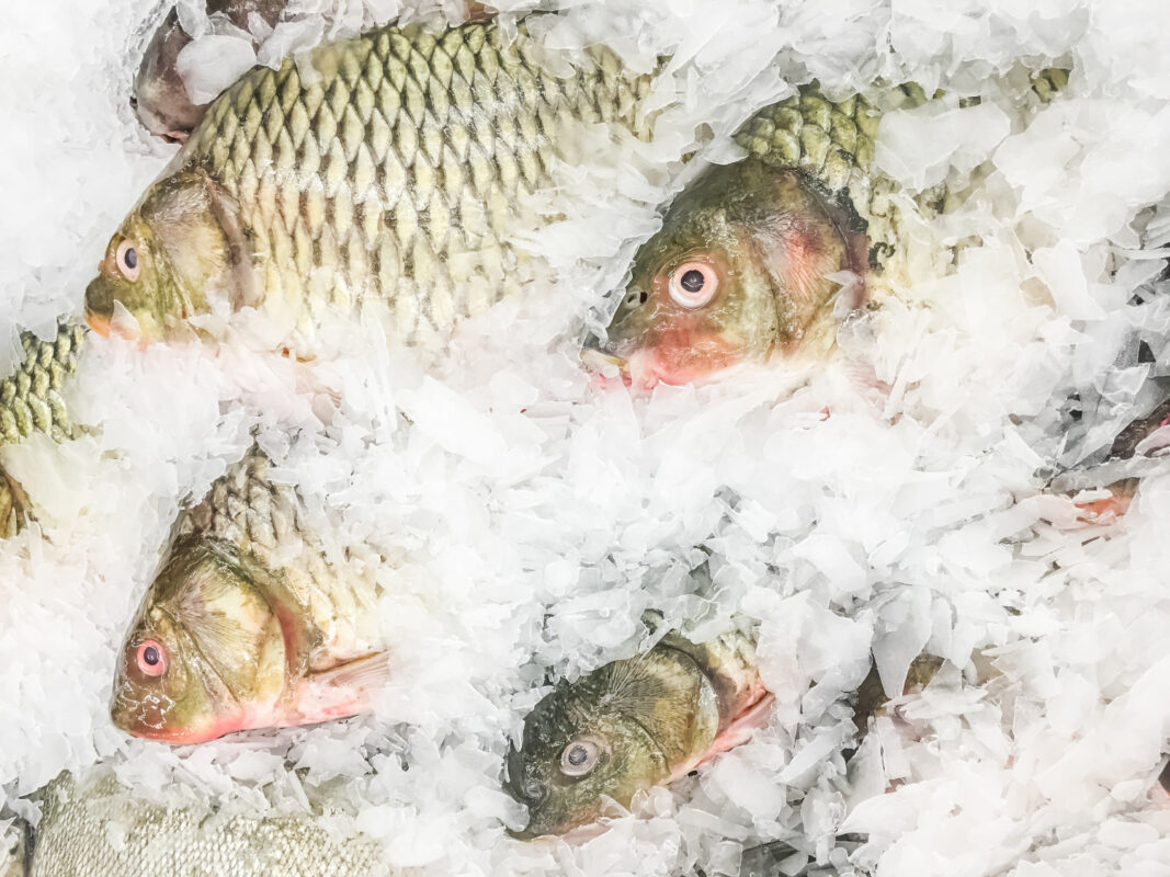 pesce surgelato