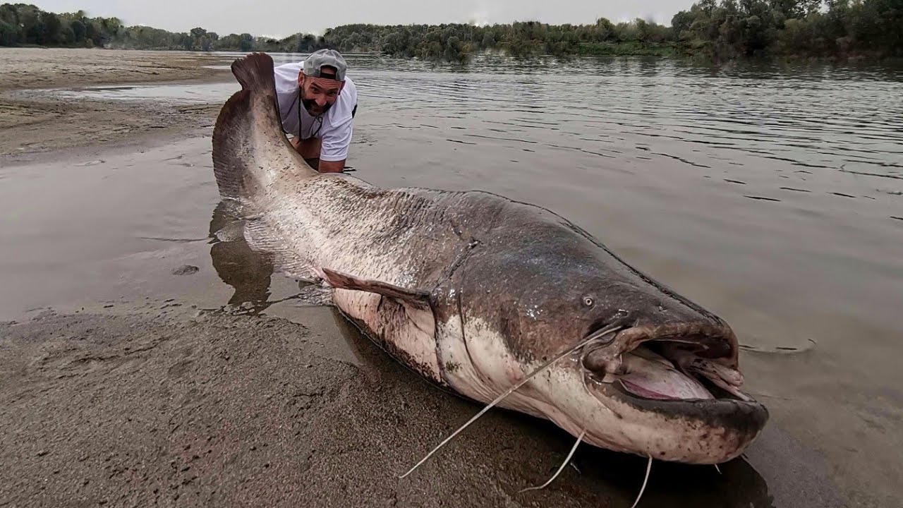 pesca al pesce siluro
