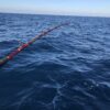 Italcanna Deep Red - immagine 2